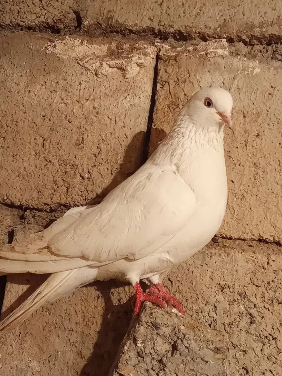 کبوتر|پرنده|سیلوانه, |دیوار