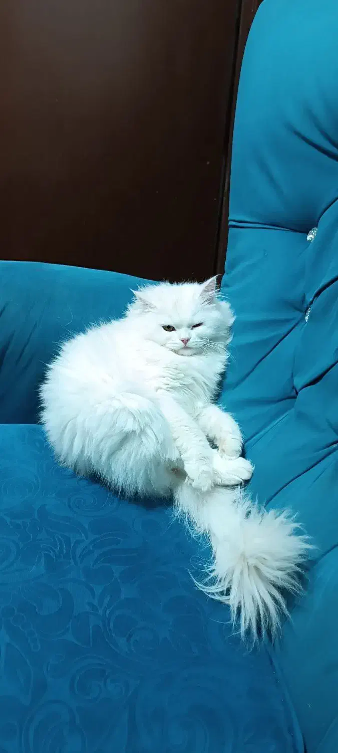 گربه|گربه|بوکان, |دیوار