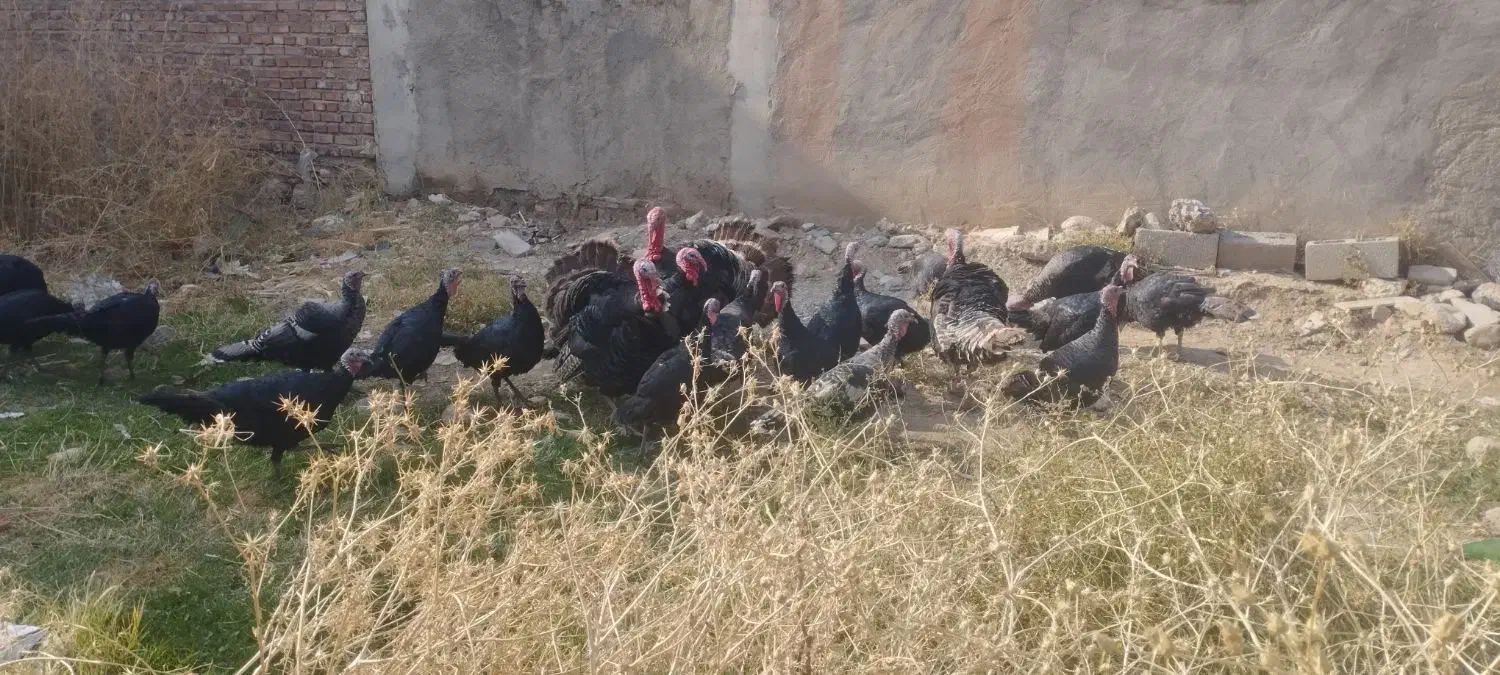 بوقلمون محلی صددر صد ارگانیک|حیوانات مزرعه|مهاباد (آذربایجان غربی), |دیوار