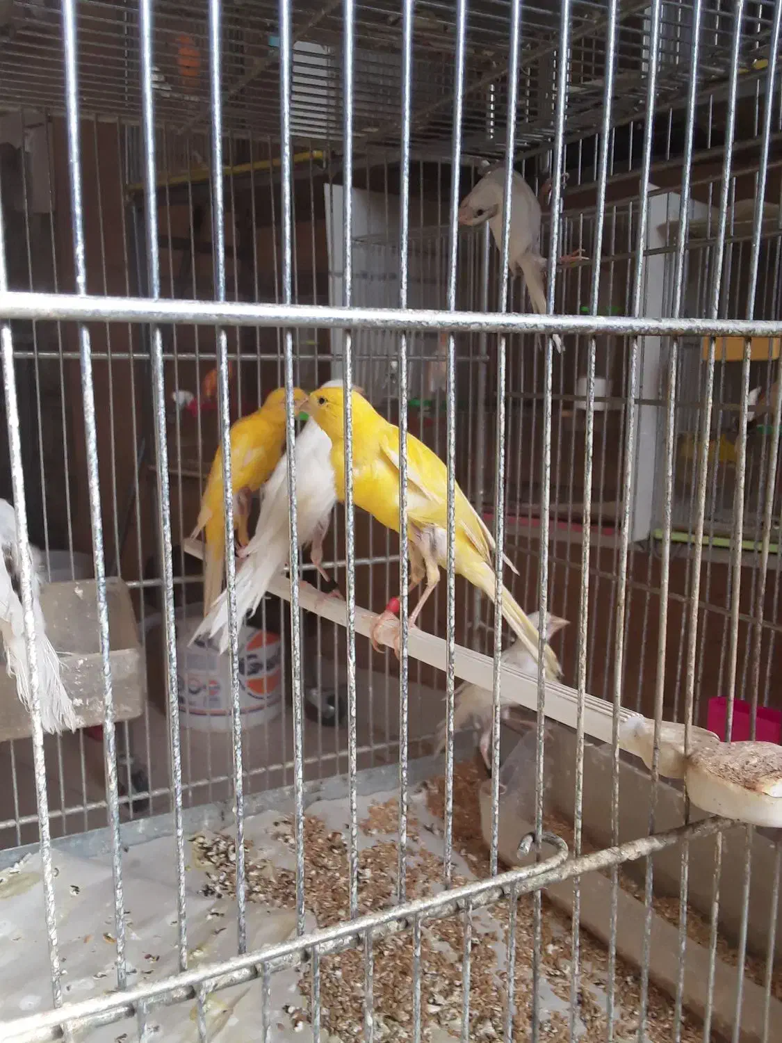 سلام تعداد قناری سوپر یکسرجیورما ده|پرنده|خمینی‌شهر, |دیوار