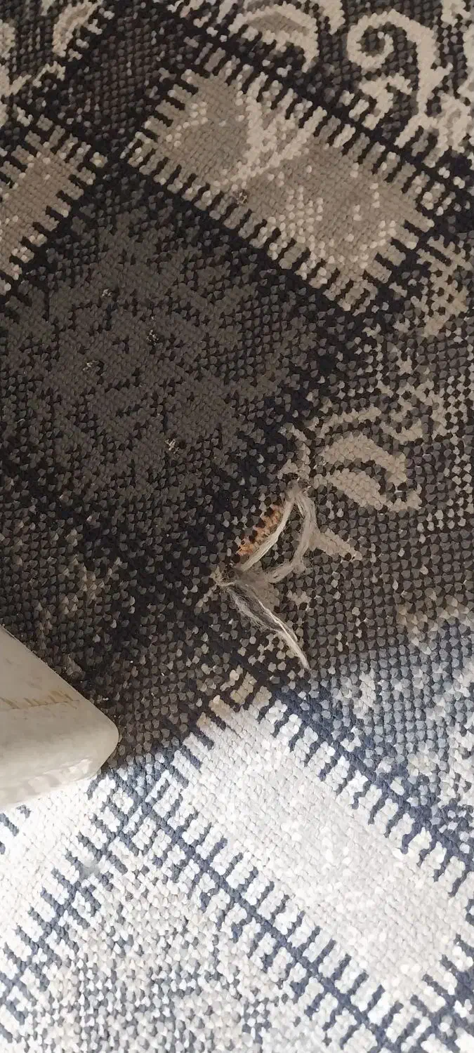 گلیم فرش یک ونیم در ۴ متر|گلیم، جاجیم، گبه|ورامین, ورامین|دیوار