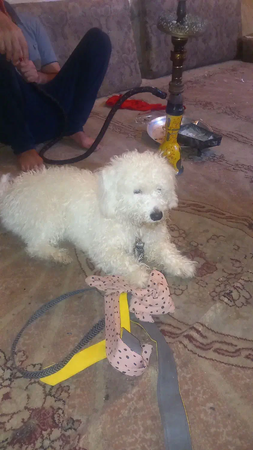 سگ پاه کوتاه پشمالو باموهای بلند عروسک|سگ|خرمشهر, |دیوار