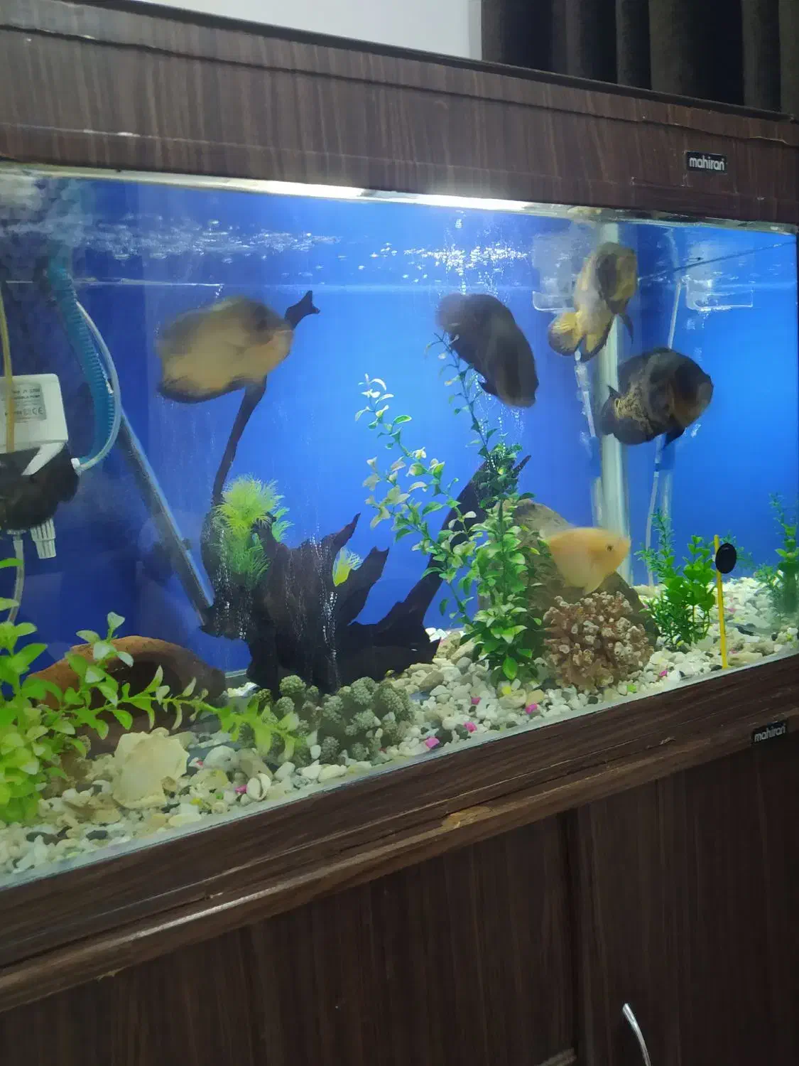 آکواریم ماهیران|ماهی|محمدیه-قزوین, |دیوار