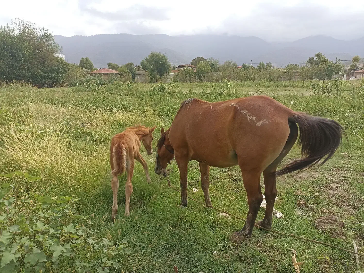 اسب ماده با کره نر|اسب و تجهیزات اسبسواری|آزادشهر, |دیوار