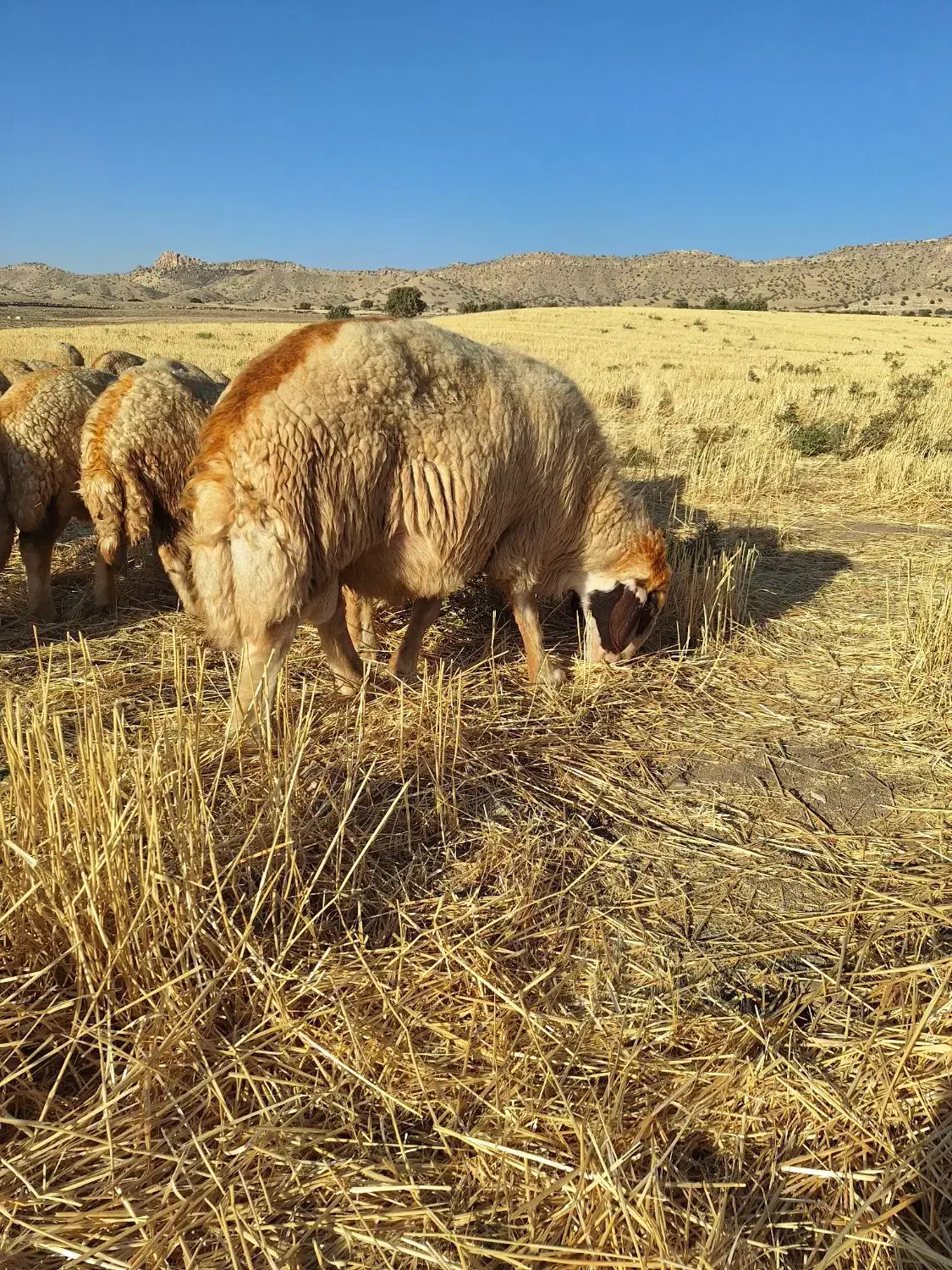 قوچ سنجابی درجه ۱|حیوانات مزرعه|کرمانشاه, |دیوار