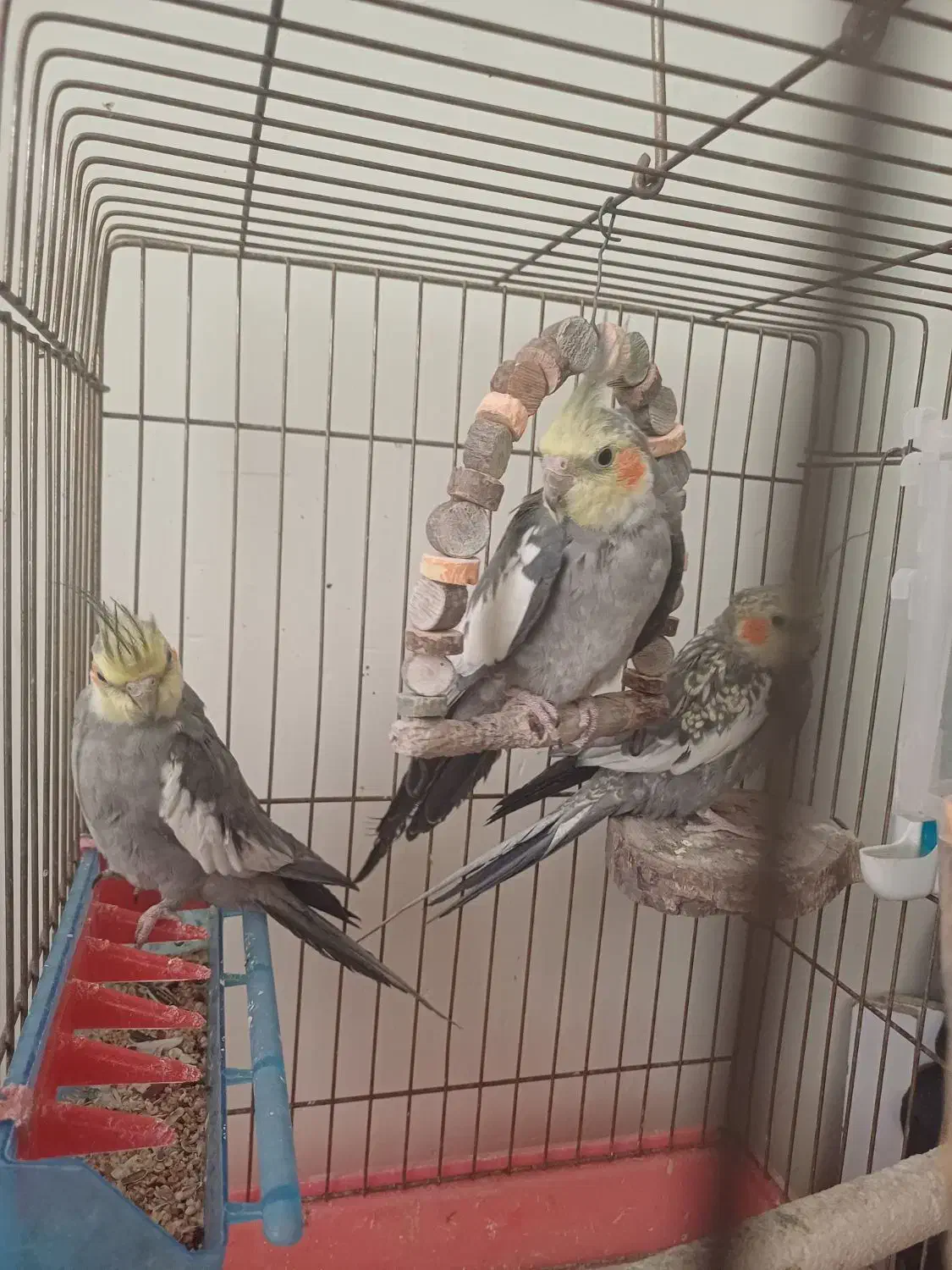 عروس هلندی|پرنده|محمدیه-قزوین, |دیوار