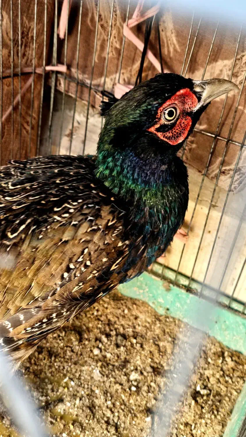 طاووس کفتر زینتی|پرنده|اسلامشهر, شهرک امام حسین (میان آباد)|دیوار