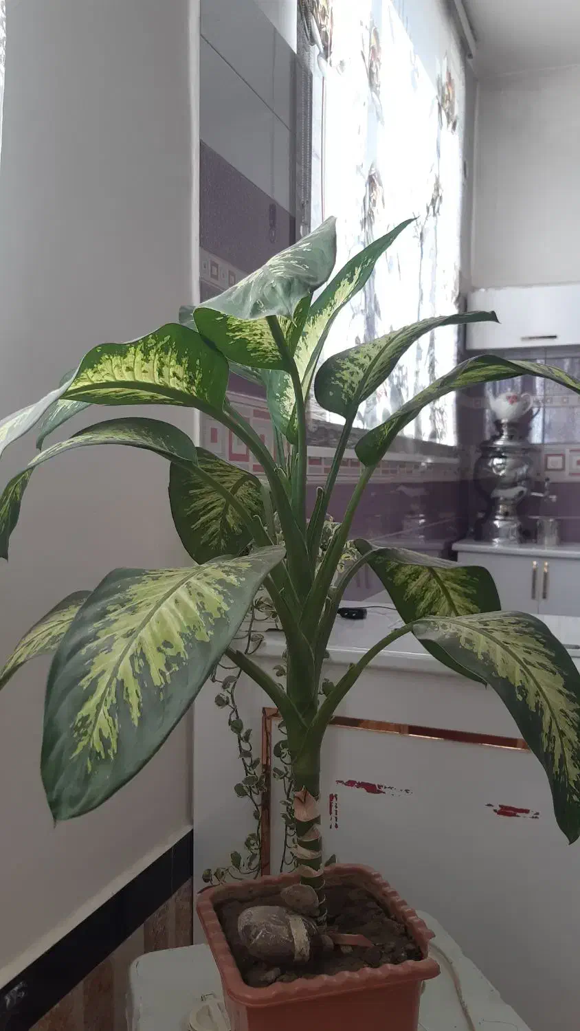 گل بزرگ وشاداب|گل و گیاه طبیعی|پیرانشهر, |دیوار