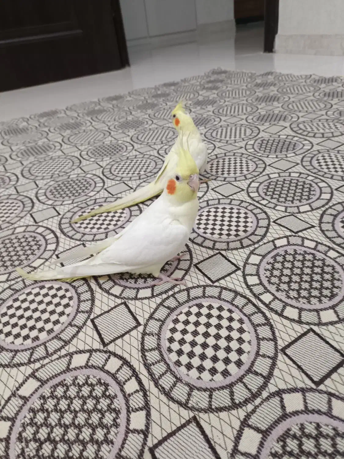 عروس لوتینو|پرنده|رشت, لاکان|دیوار