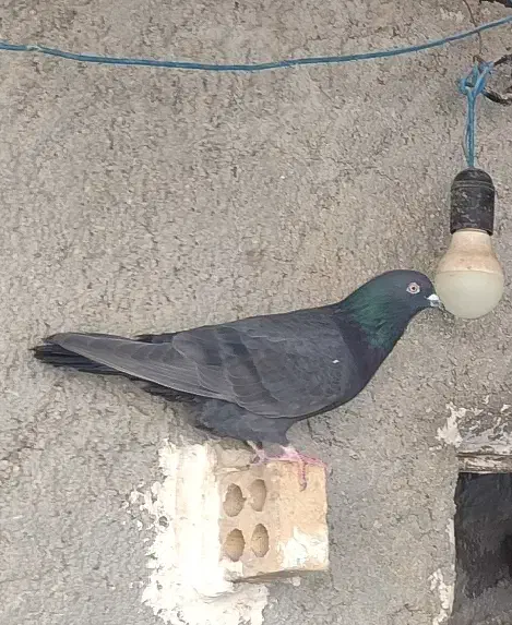 چند عدد کبوتر پرشی دونه ای صد تمن|پرنده|برازجان, |دیوار