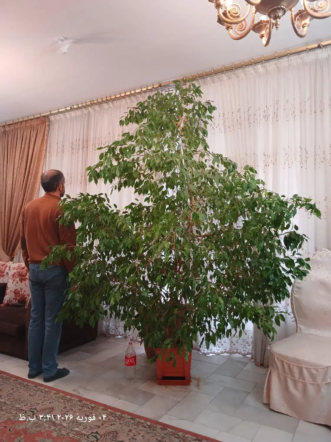 گل بنجامین|گل و گیاه طبیعی|تهران, تهران‌ویلا|دیوار