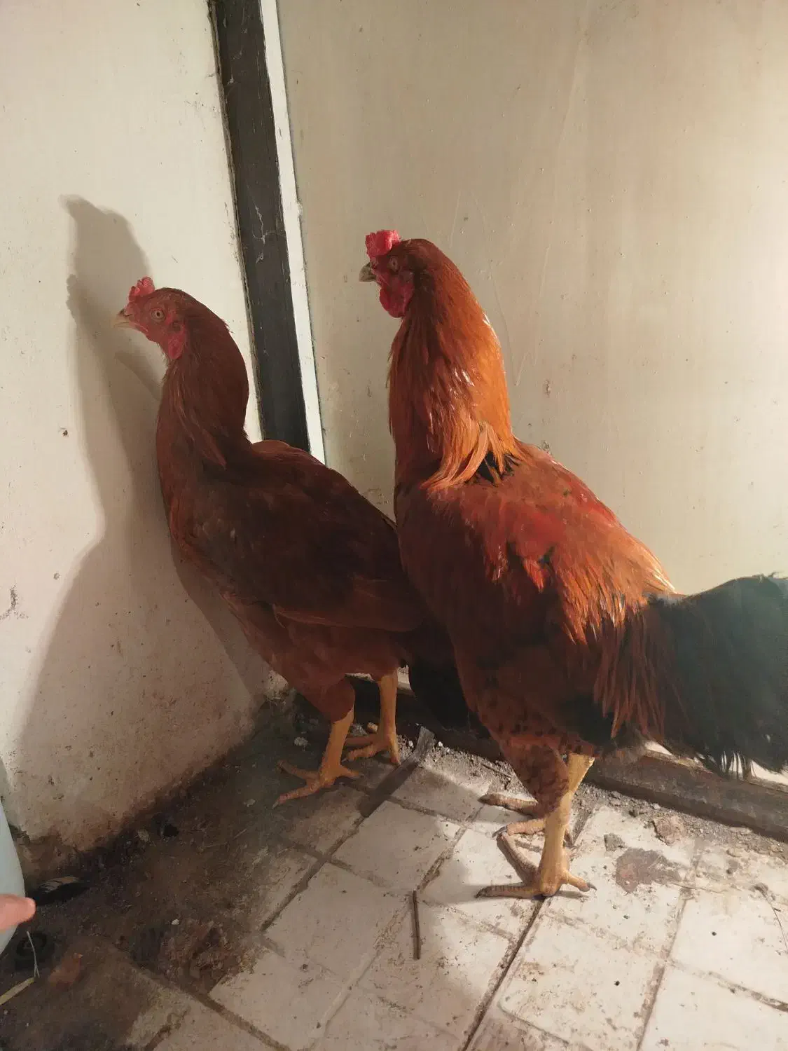 جوجه 6ماهه|حیوانات مزرعه|مشگین شهر, |دیوار