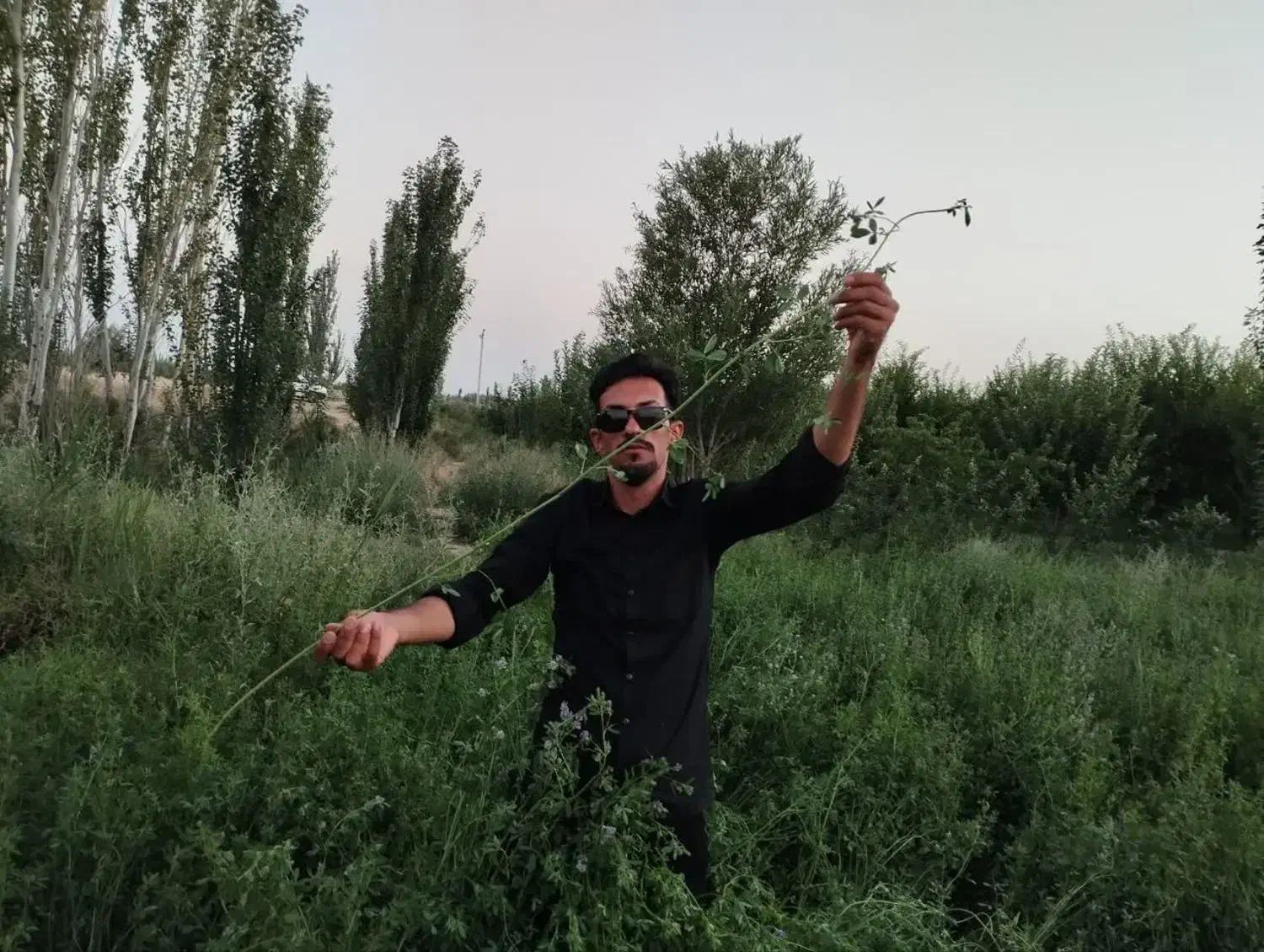 بذر یونجه با تناژ نه تن در هکتار|خدمات باغبانی و درختکاری|شیراز, آبیاری|دیوار