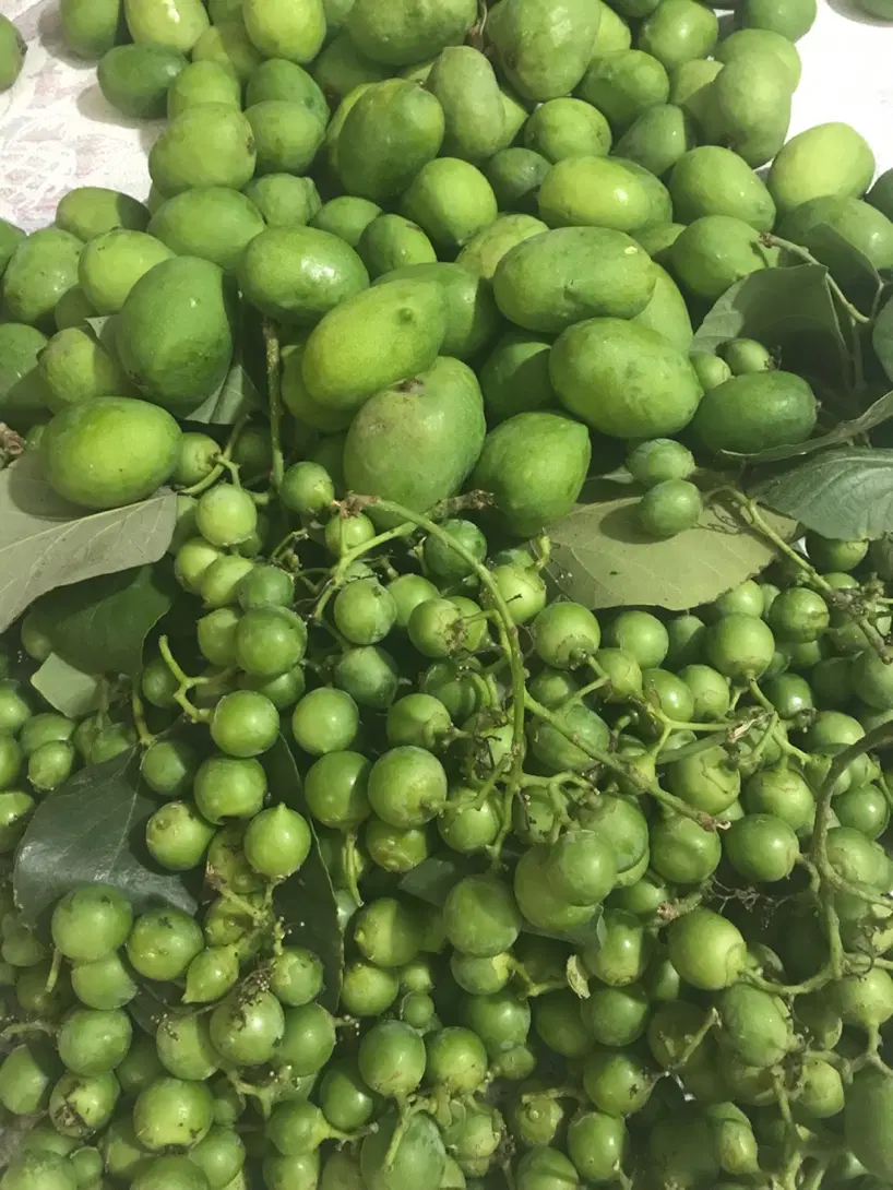 پهیل (لمپچ)|خوردنی و آشامیدنی|شیراز, قصرالدشت|دیوار