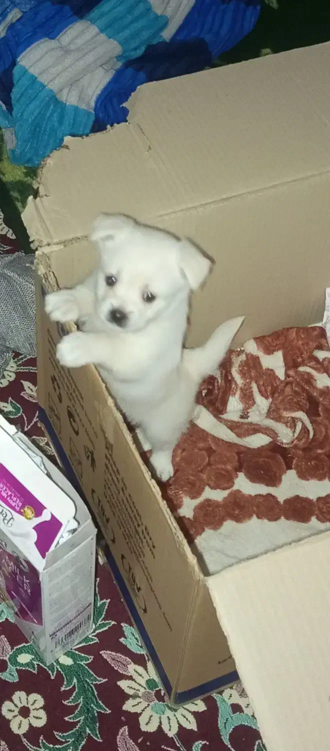 سگ پامر|سگ|کرمان, |دیوار