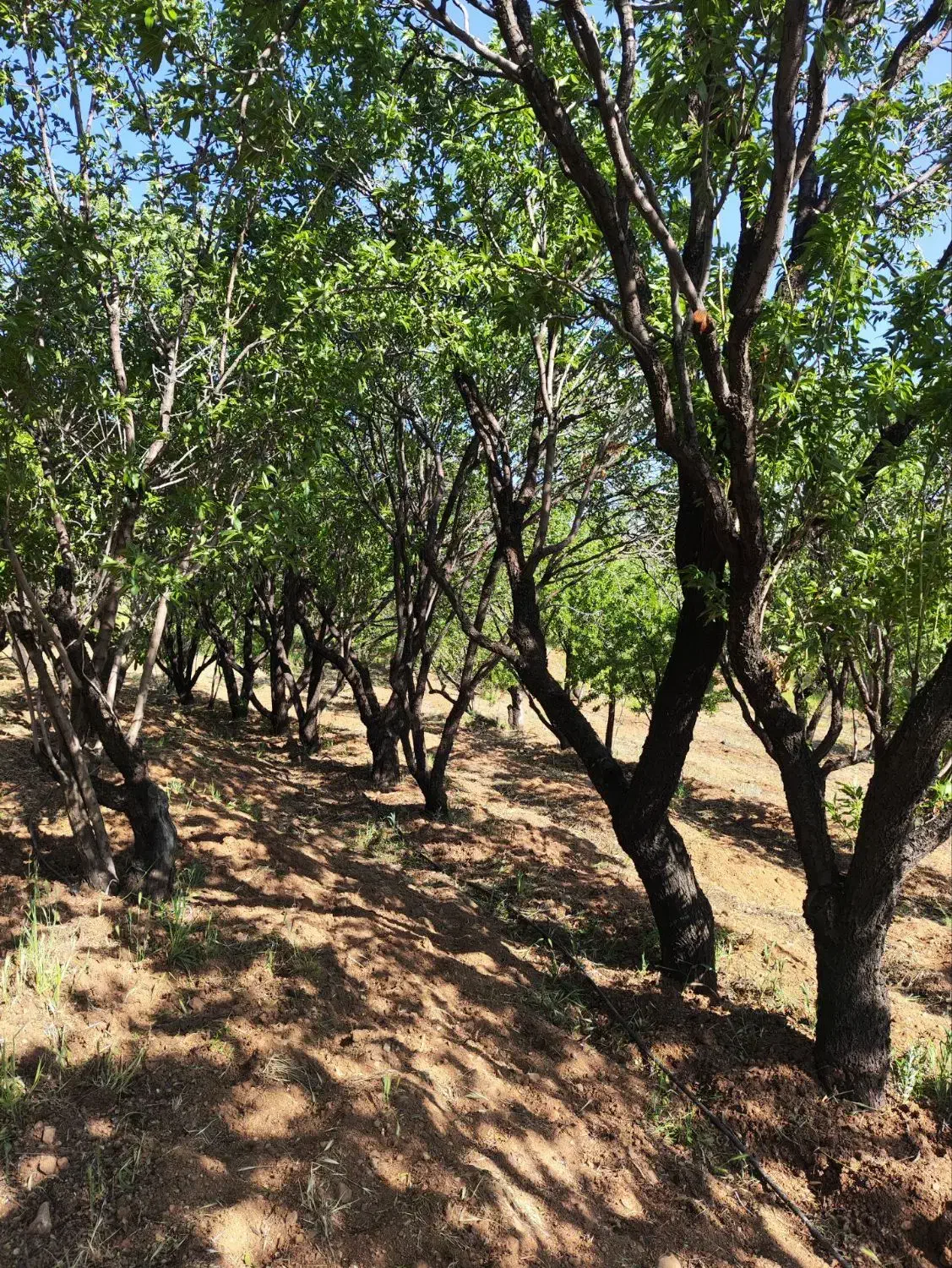 باغ درجه یک دوبر فنس کشی|فروش دفتر صنعتی، کشاورزی، تجاری|فولادشهر, فولادشهر|دیوار