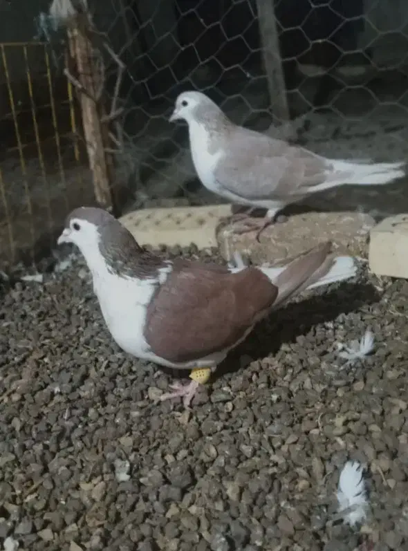 کبوتر چادری|پرنده|تبریز, |دیوار