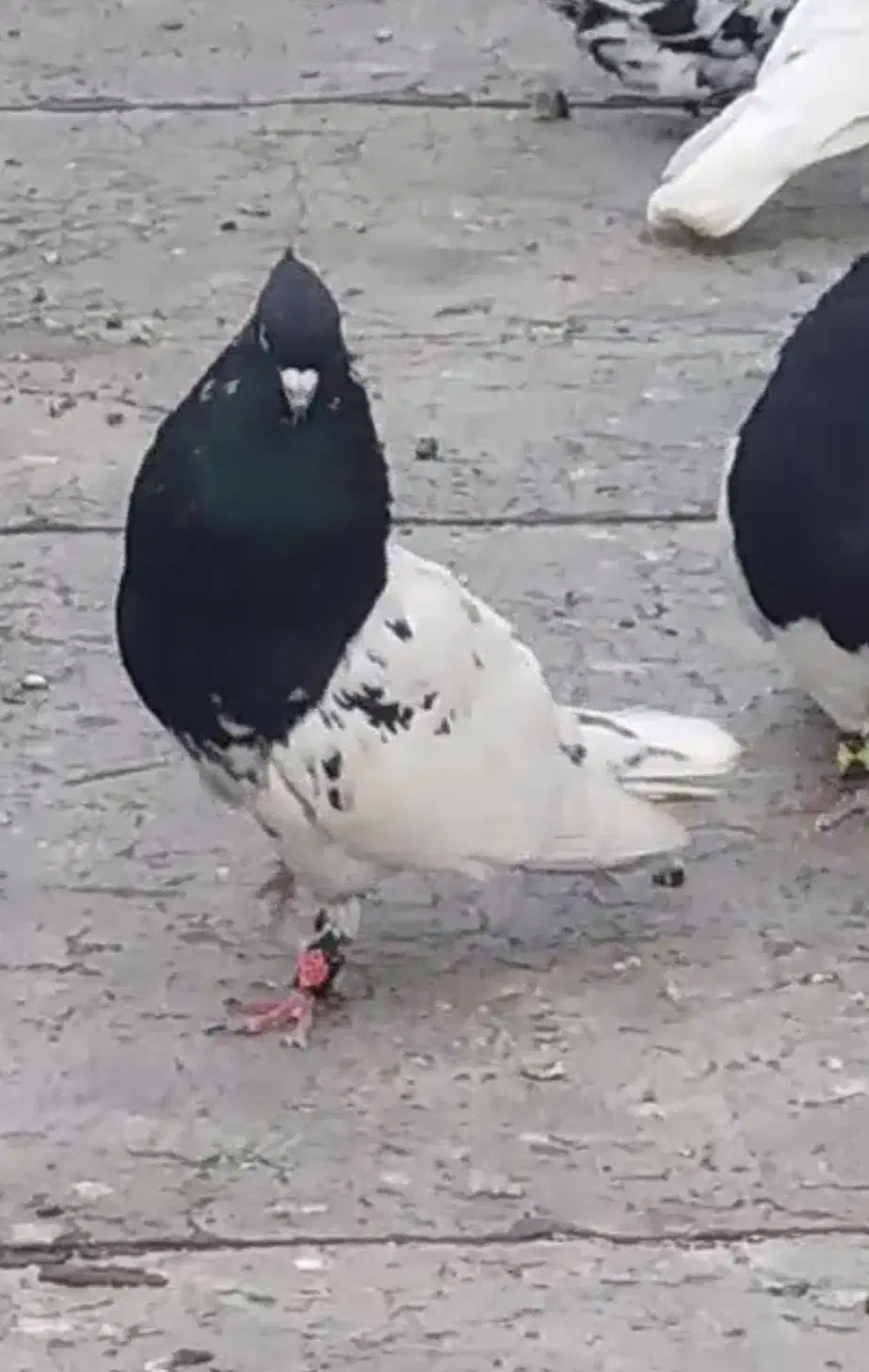 کفتر کله طوقی سوسنی|پرنده|مرودشت, پشت سایپا‎|دیوار