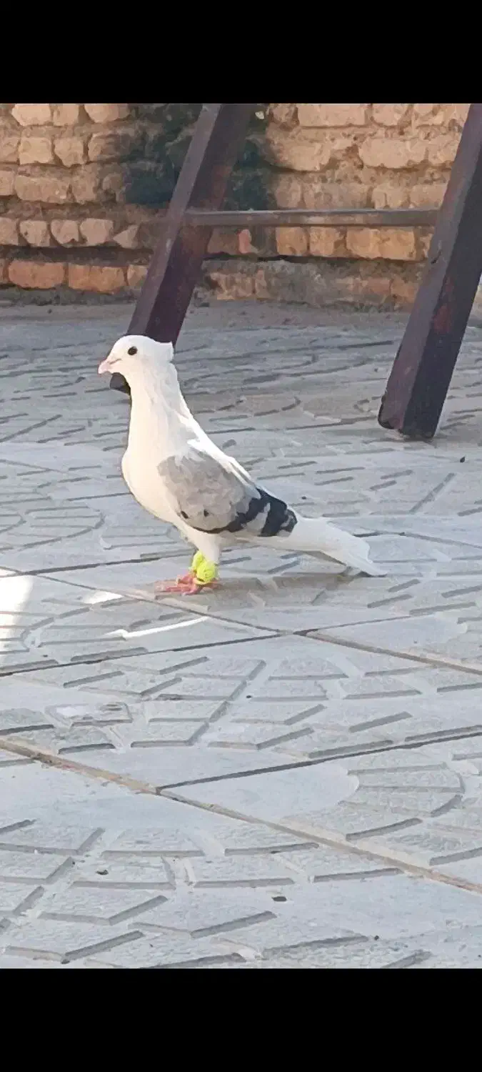 ماده پشتی فسا|پرنده|فسا, |دیوار