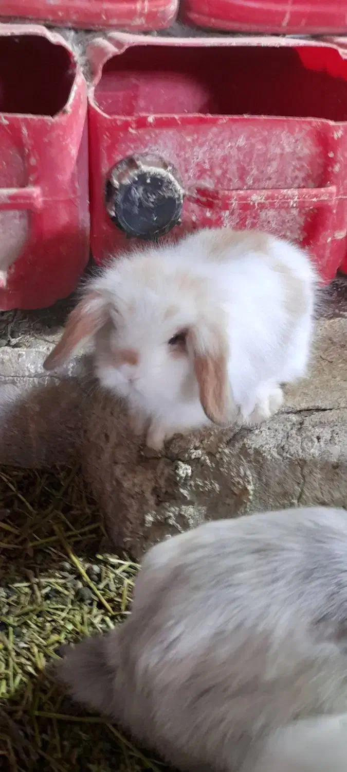 خرگوش لووپ اصیل توله|موش و خرگوش|بردسیر, |دیوار