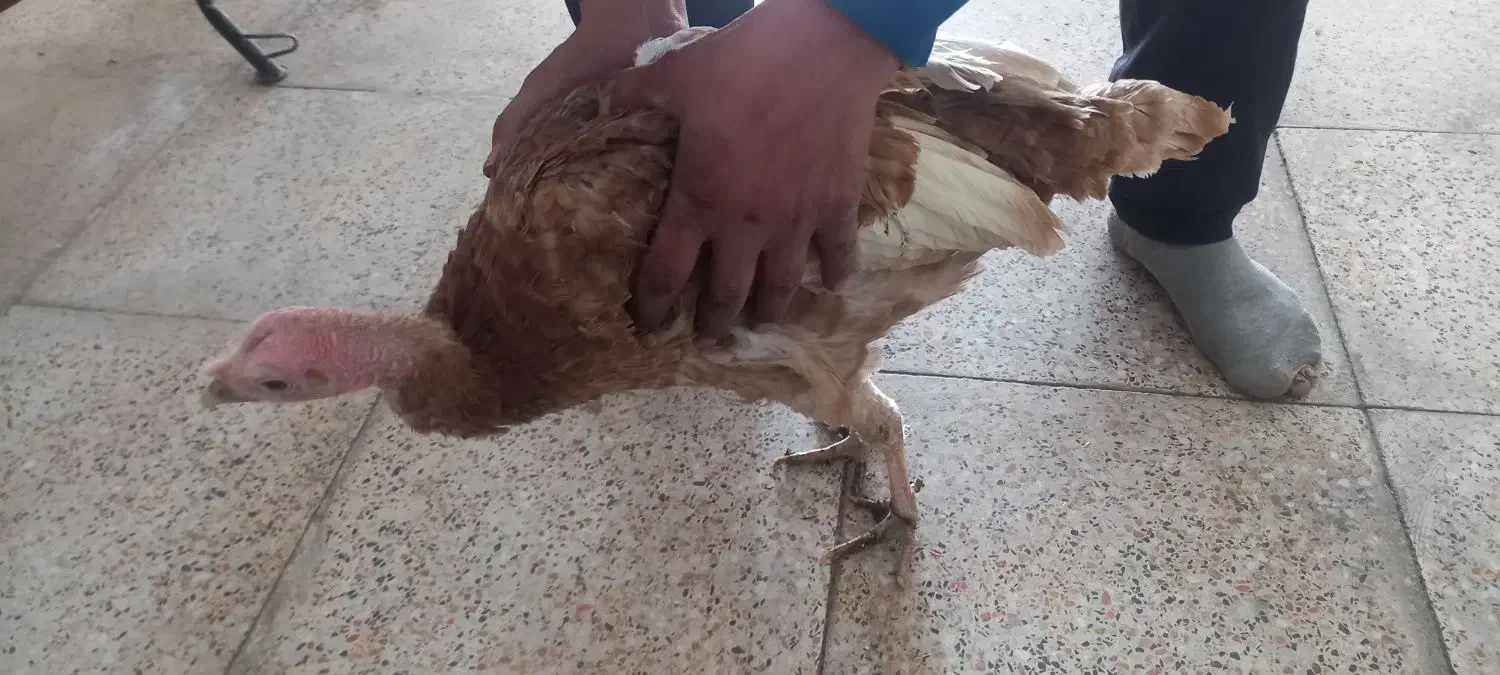 دوعددبقلمون جوان|حیوانات مزرعه|همدان, |دیوار