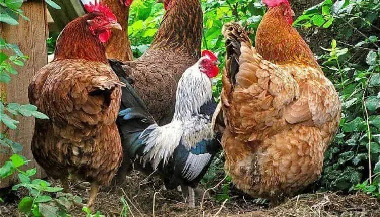 مرغ  خروس محلی|حیوانات مزرعه|کردکوی, |دیوار