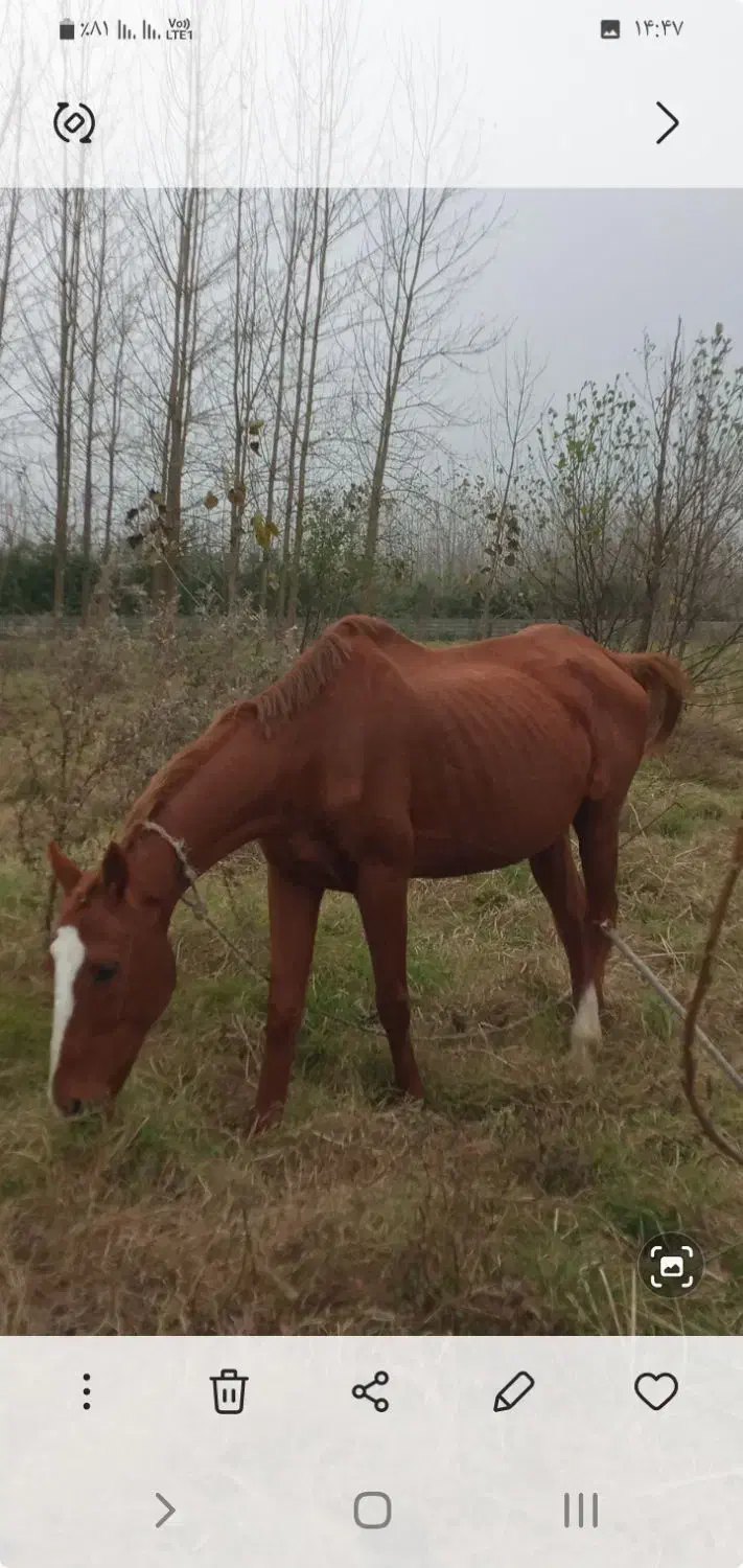 مادیان تروبرد|اسب و تجهیزات اسب‌سواری|خشکبیجار, |دیوار