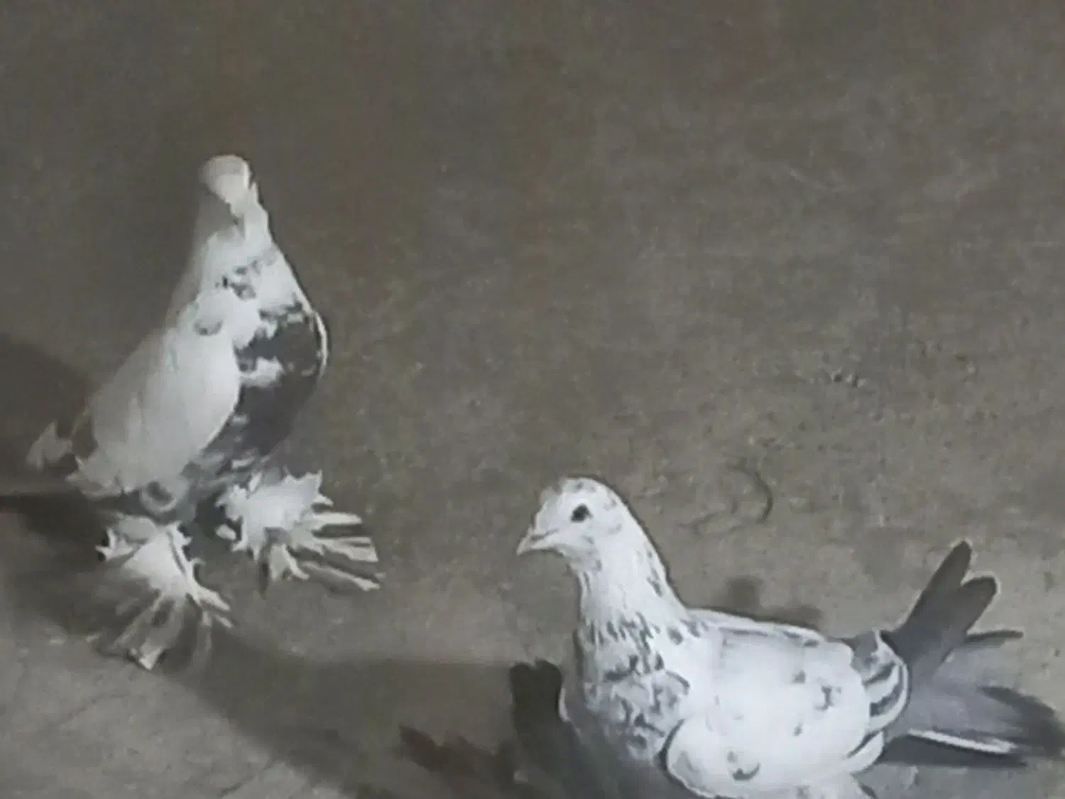 گوگوریخ ارکح قیمت ۱ میلیون|پرنده|باسمنج, |دیوار