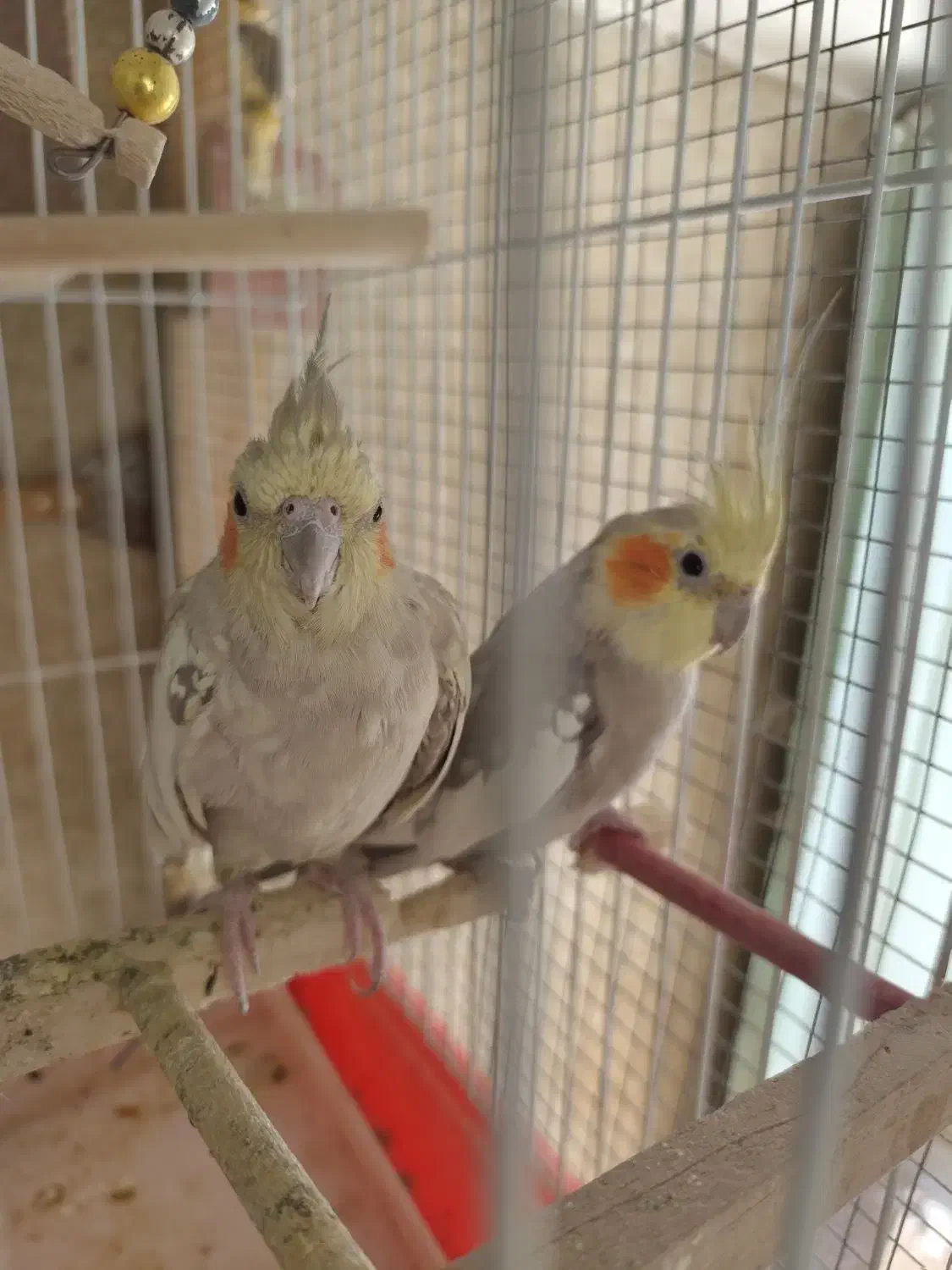 عروس هلندی مولد|پرنده|بابا حیدر, |دیوار