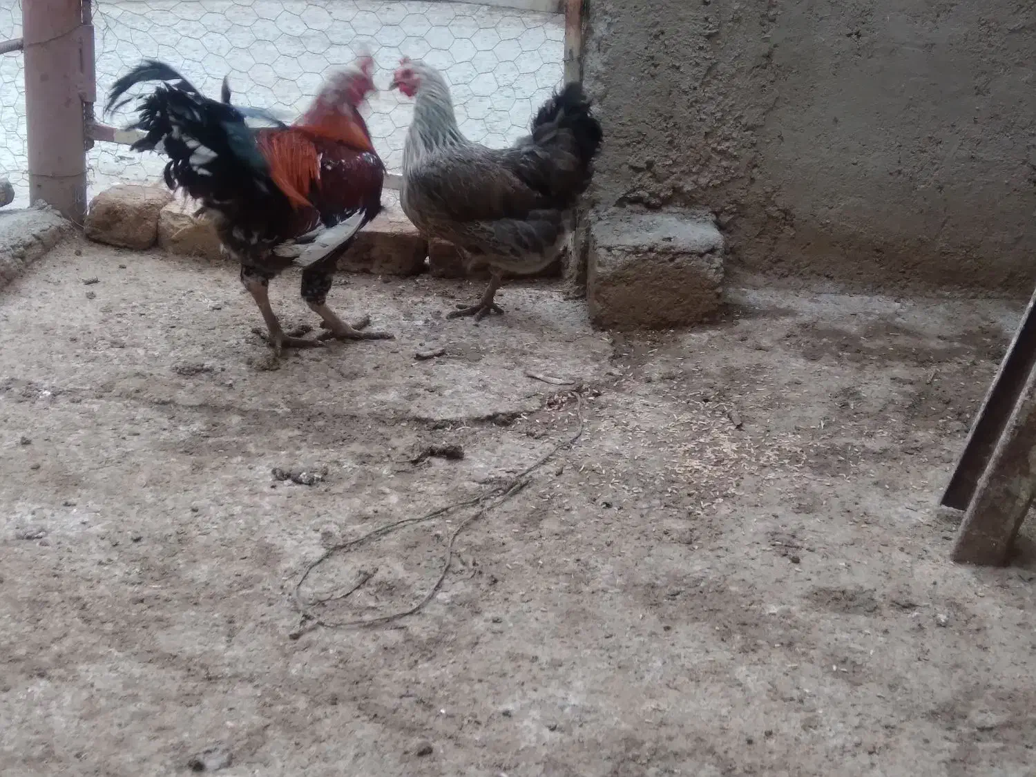 مرغ|حیوانات مزرعه|کنگاور, |دیوار