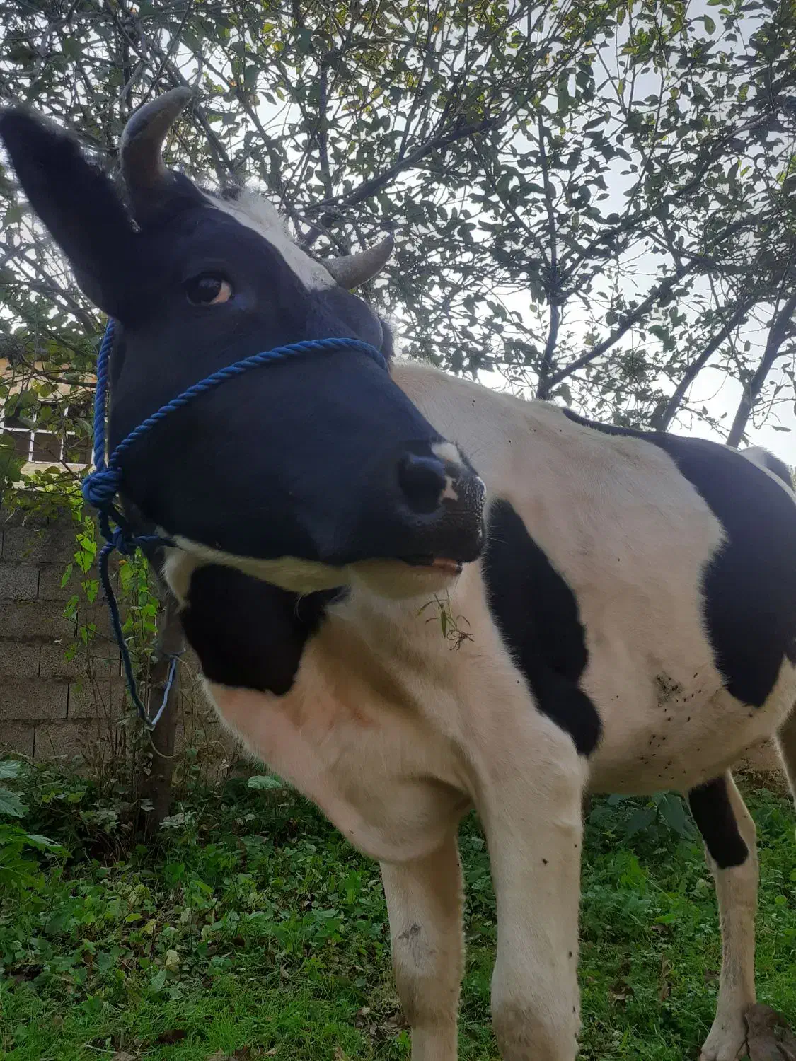 گاو دورگ محلی|حیوانات مزرعه|گوراب زرمیخ, |دیوار