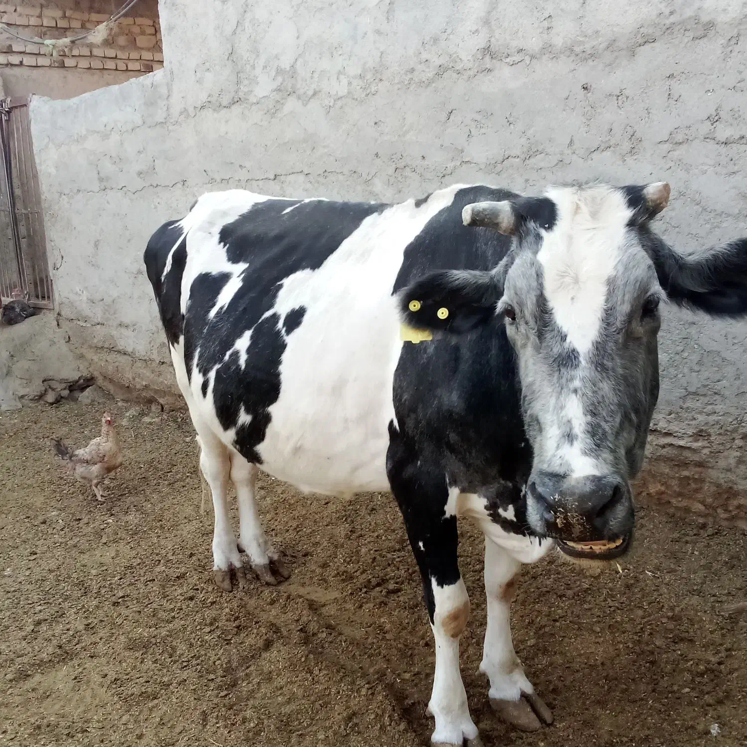 دو‌عدد‌گاو‌یکی‌گوشتی‌ویکی‌زایده|حیوانات مزرعه|زابل, |دیوار