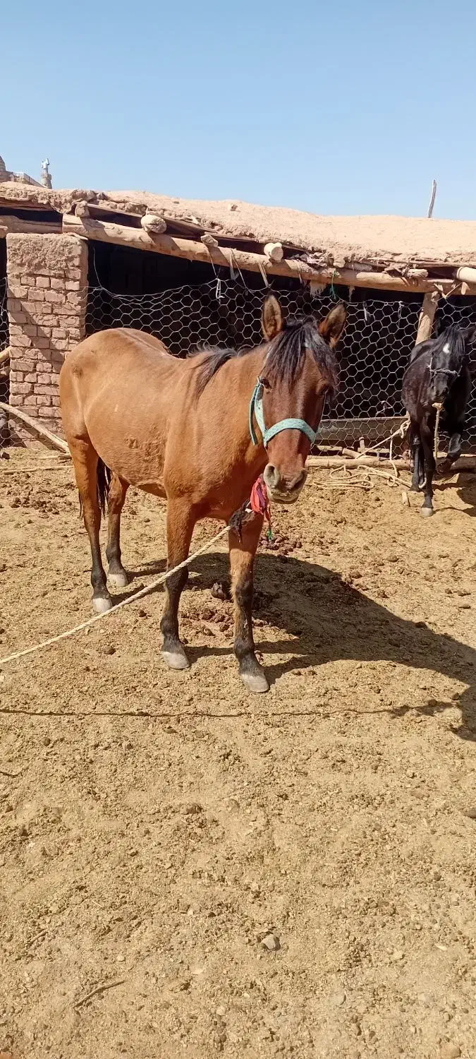 اسب|اسب و تجهیزات اسب‌سواری|تربت جام, جامرود|دیوار