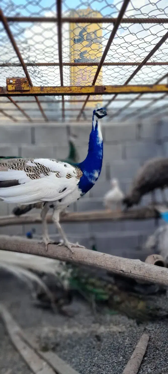 جوجه طاووس ابلق|حیوانات مزرعه|سهند, |دیوار