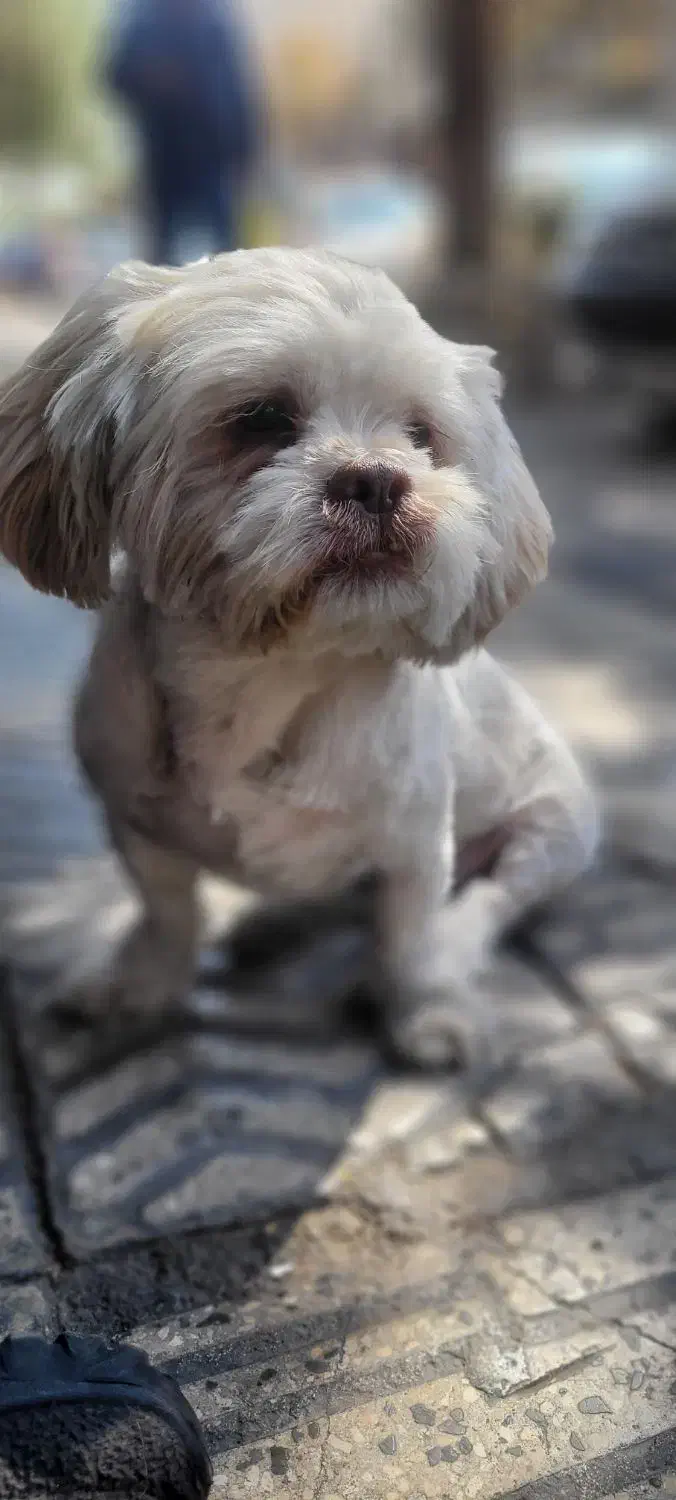 سگ گمشده خیابان فلسطین شرقی|حیوانات|قزوین, |دیوار