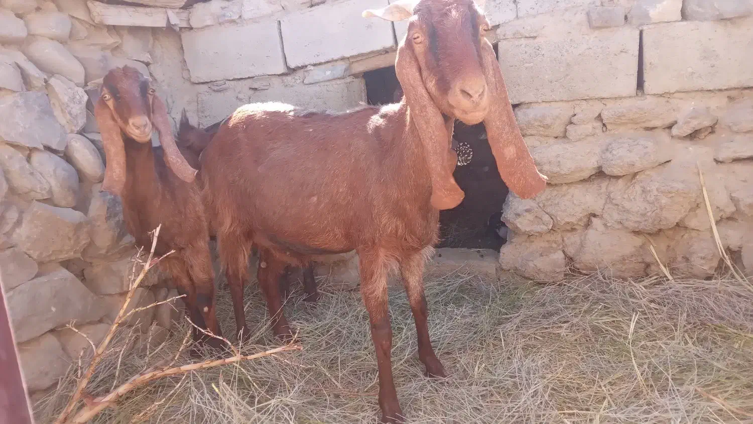 سلام دوعدد بزماده|حیوانات مزرعه|هیدوچ, |دیوار