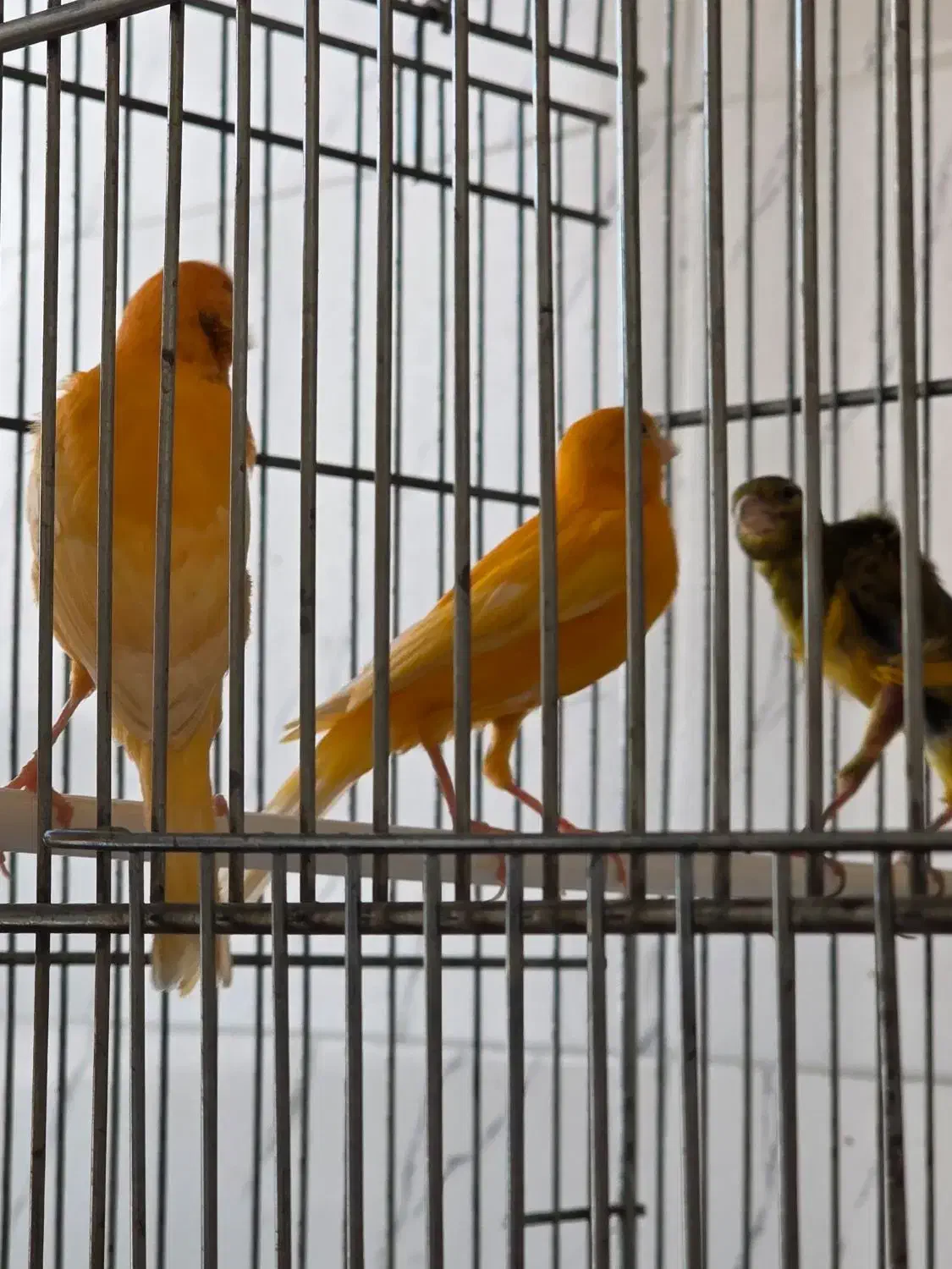 فروش قناری نر و ماده|پرنده|جم, |دیوار