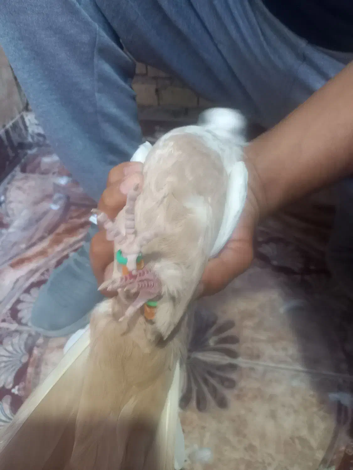 دم زرد نر دم سرخ|پرنده|خرمشهر, |دیوار