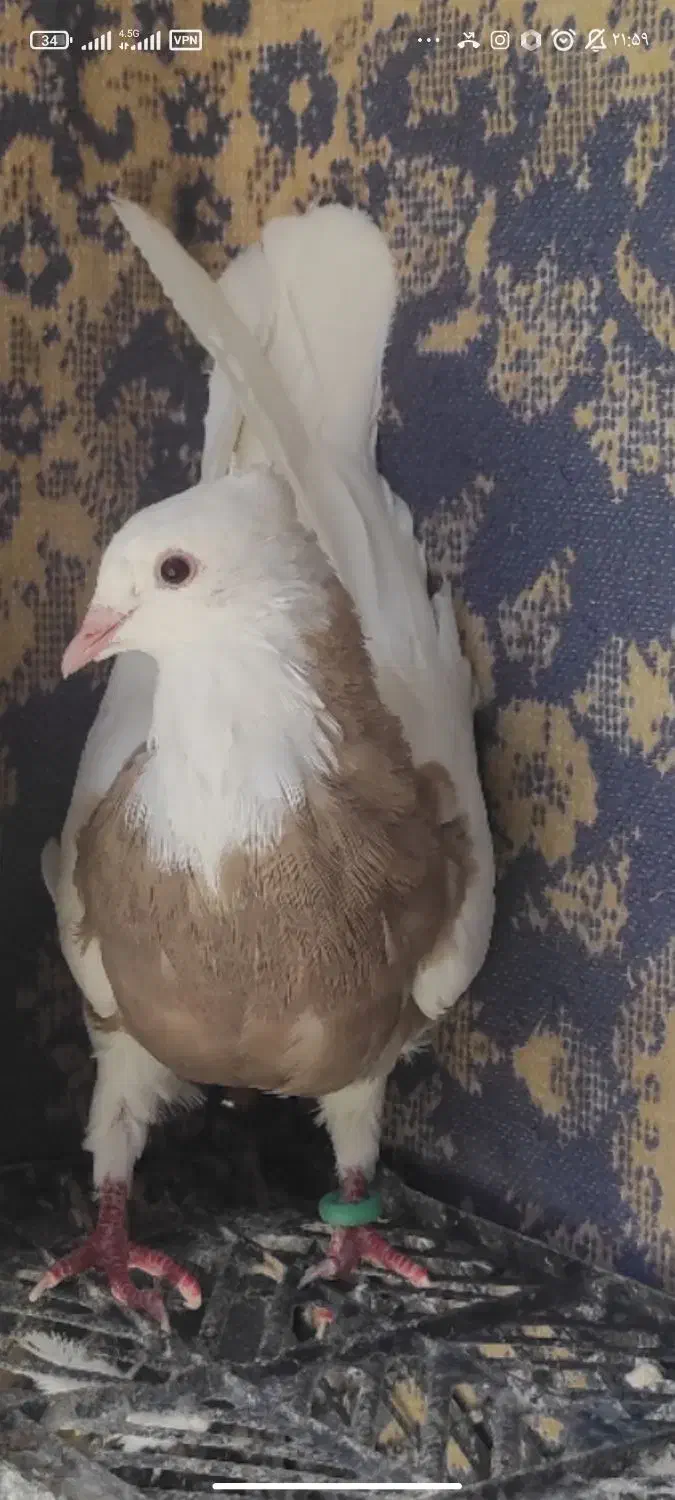 طوقی|پرنده|دهاقان, |دیوار