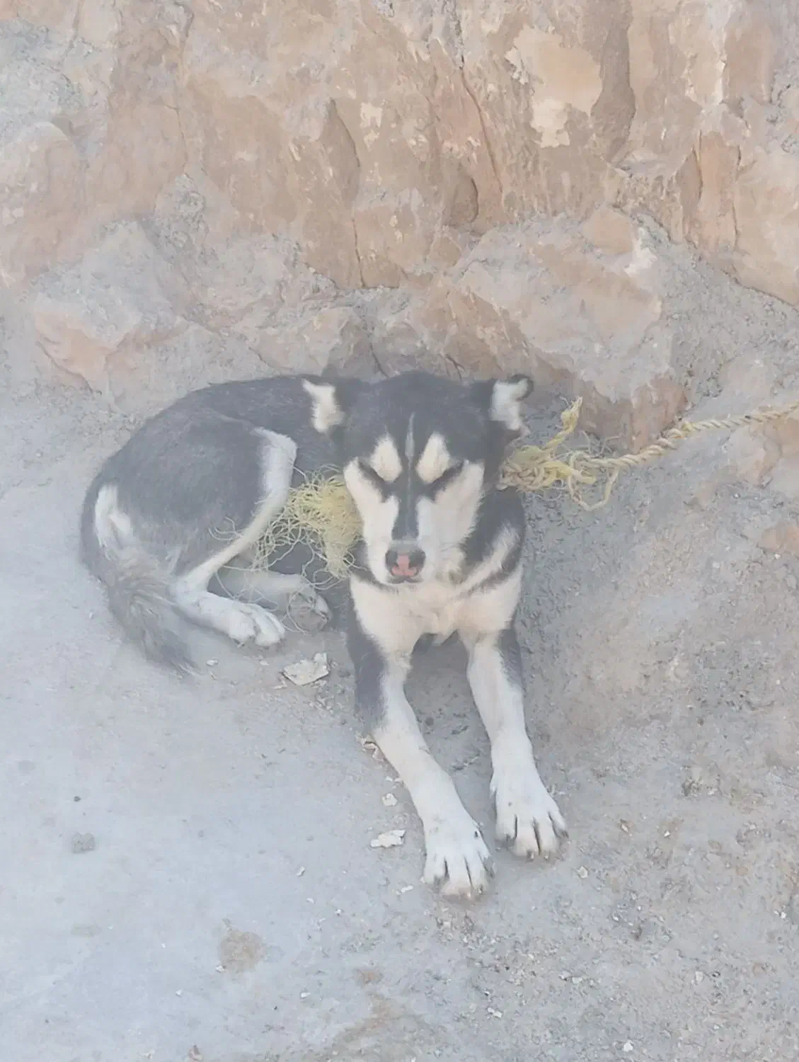 قیمت ۴ ، تخفیف پای معامله|سگ|دهدشت, |دیوار