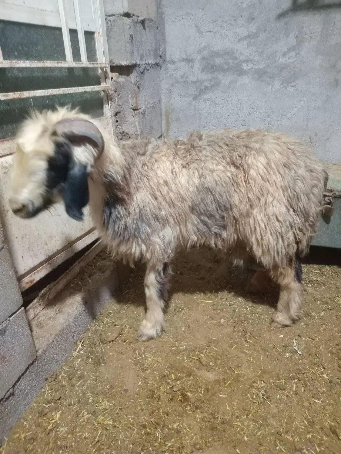 میش داشتی فروشی|حیوانات مزرعه|شوشتر, |دیوار