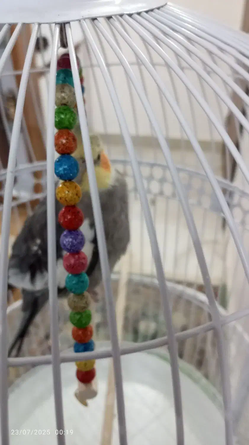 عروس هلندی|پرنده|تربت‌حیدریه, آغوی|دیوار