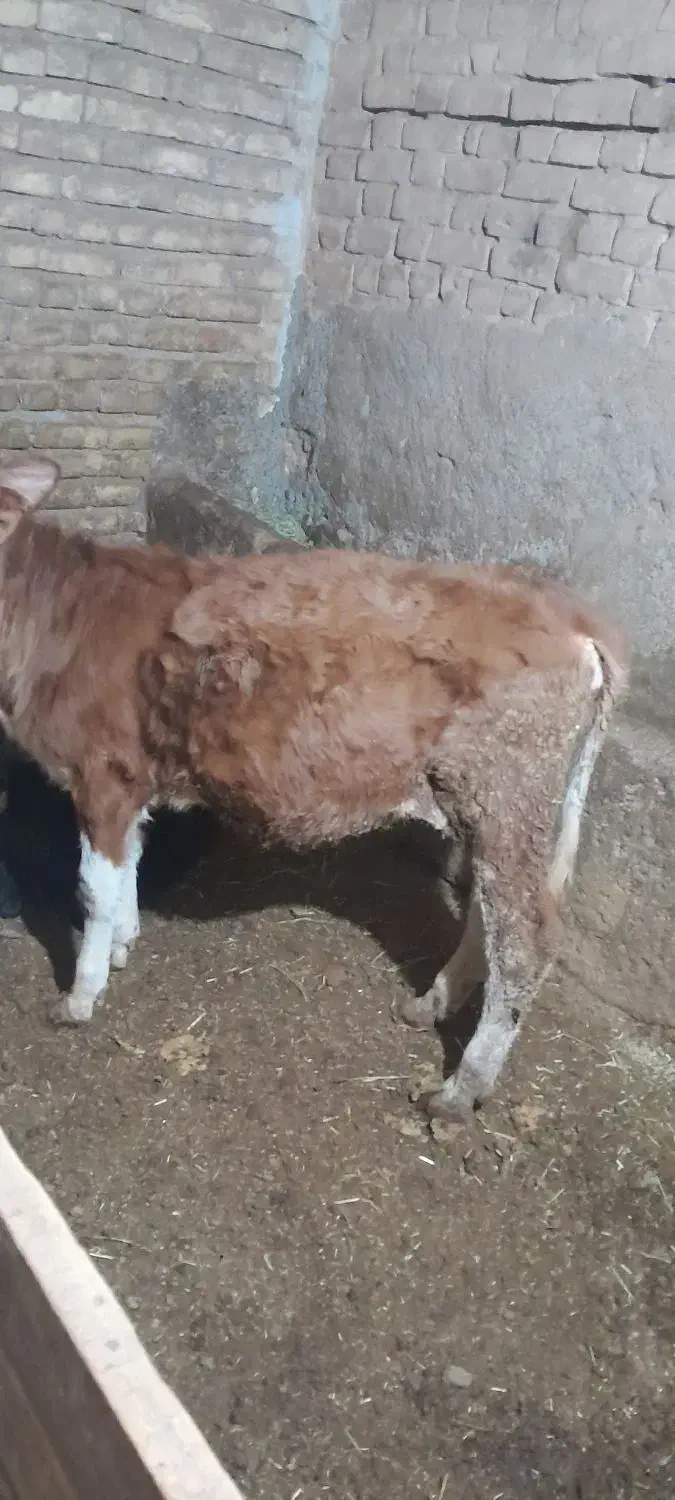 گوساله سمینتال ماده|حیوانات مزرعه|آبگرم, |دیوار