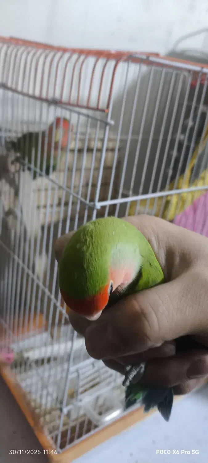 طوطی برزیلی ماده|پرنده|صفادشت, |دیوار