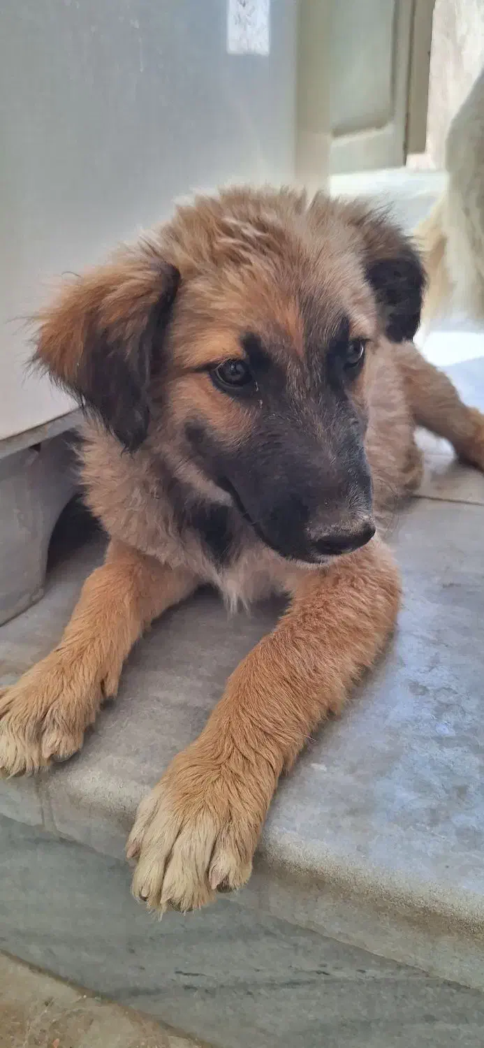 سگ ژرمن شپرد میکس|سگ|یزد, |دیوار