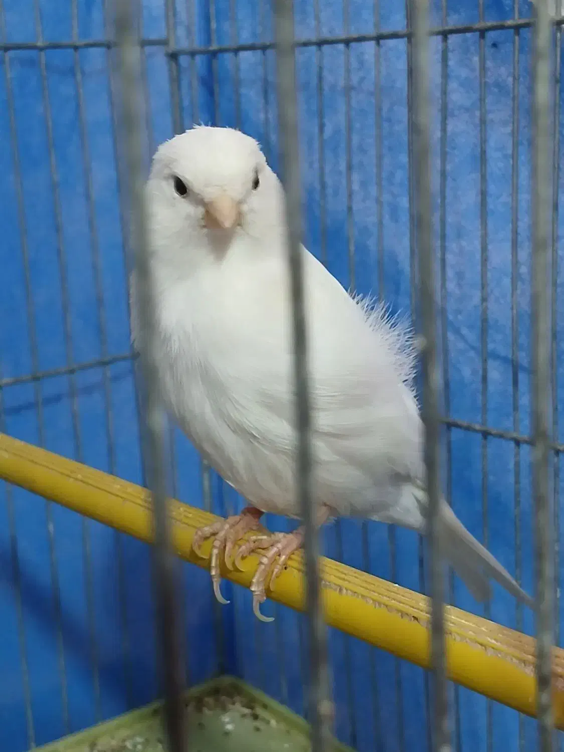 قناری نر سفید|پرنده|شاهین‌شهر, گرگاب|دیوار