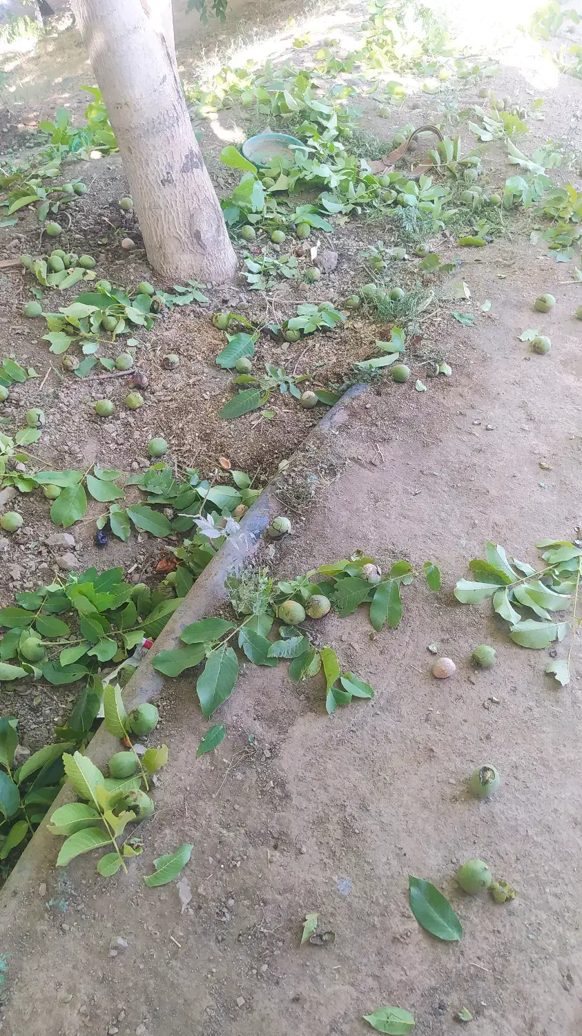 باغ|فروش زمین و ملک کلنگی|زاینده رود, |دیوار