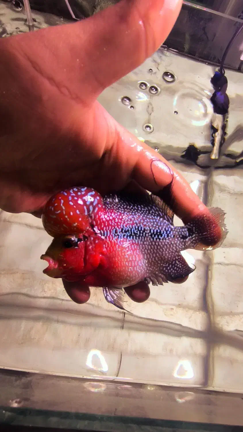 فلاور درجه یک|ماهی|فولادشهر, B4|دیوار