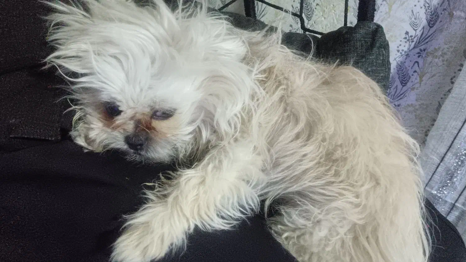 سگ نر|سگ|یاسوج, |دیوار