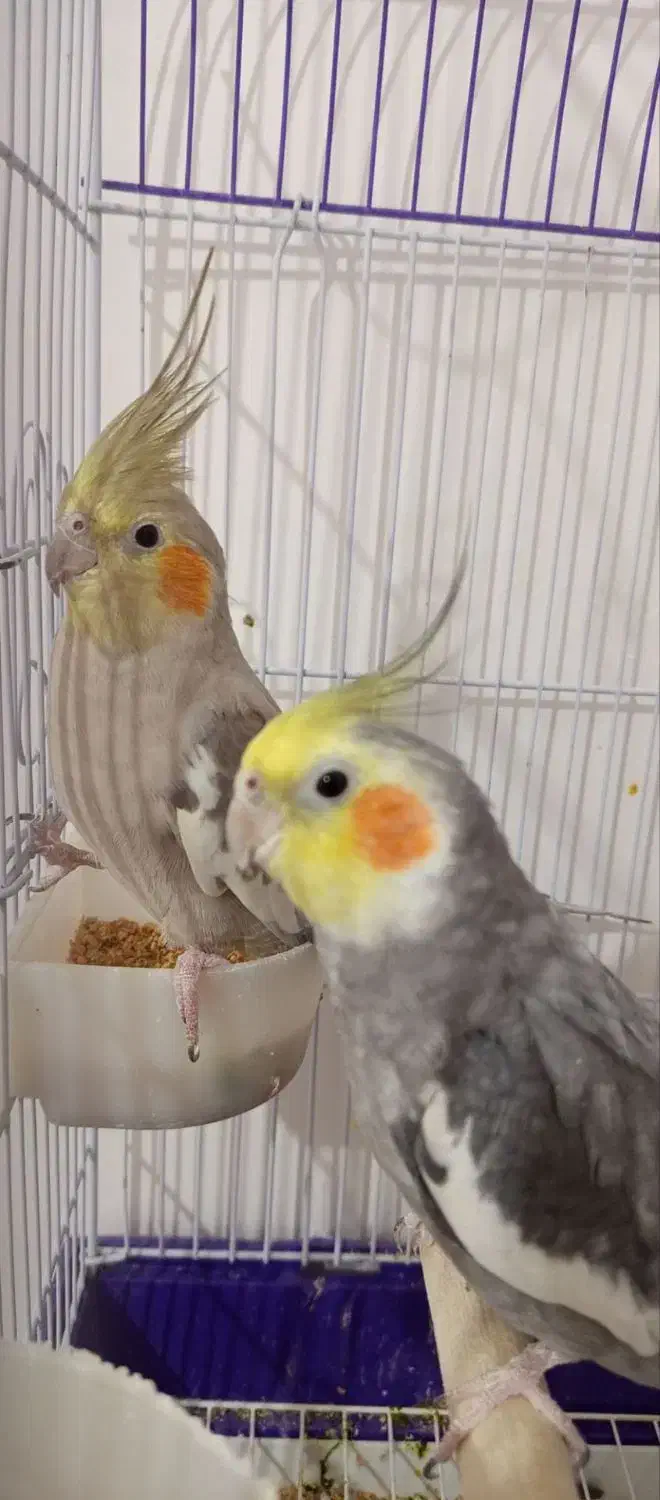 عروس هلندی|پرنده|قیدار, |دیوار